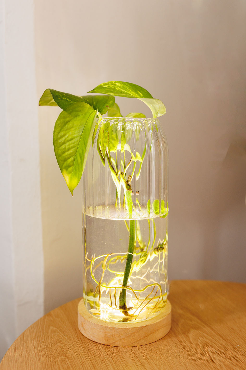 Plant Lamp - Ribbed Cylinder