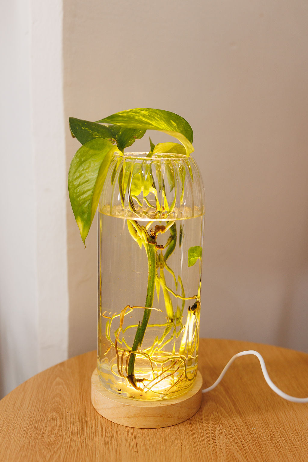 Plant Lamp - Ribbed Cylinder