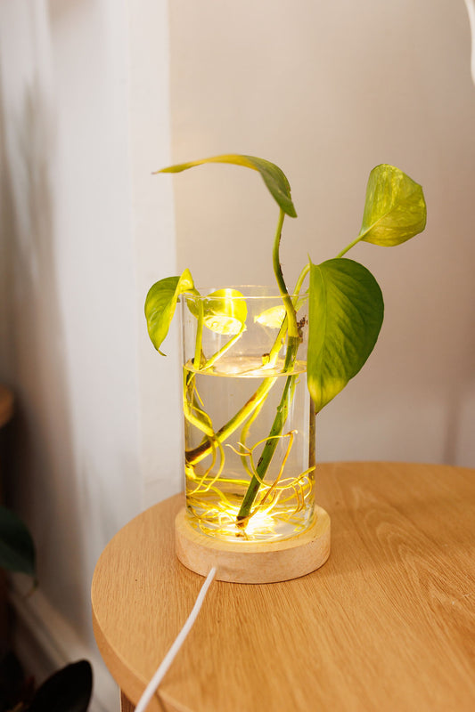 Plant Lamp