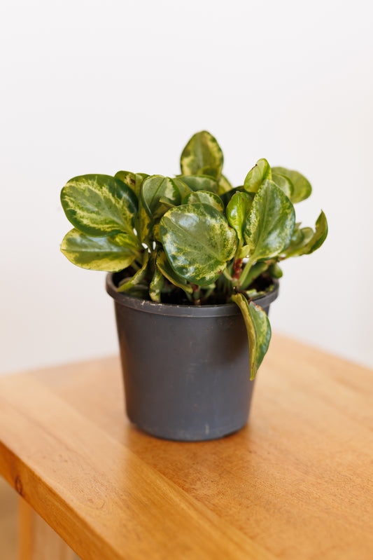Peperomia Green & Gold - 130mm