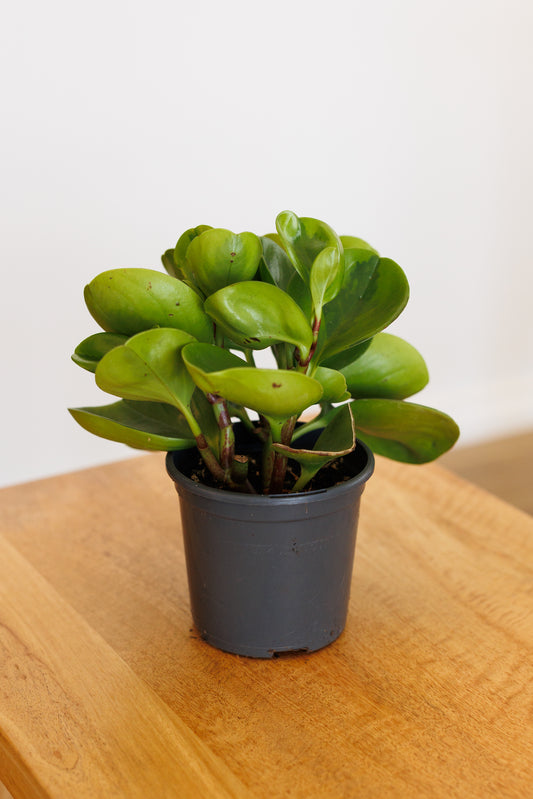 Peperomia Lemon Lime - 100mm