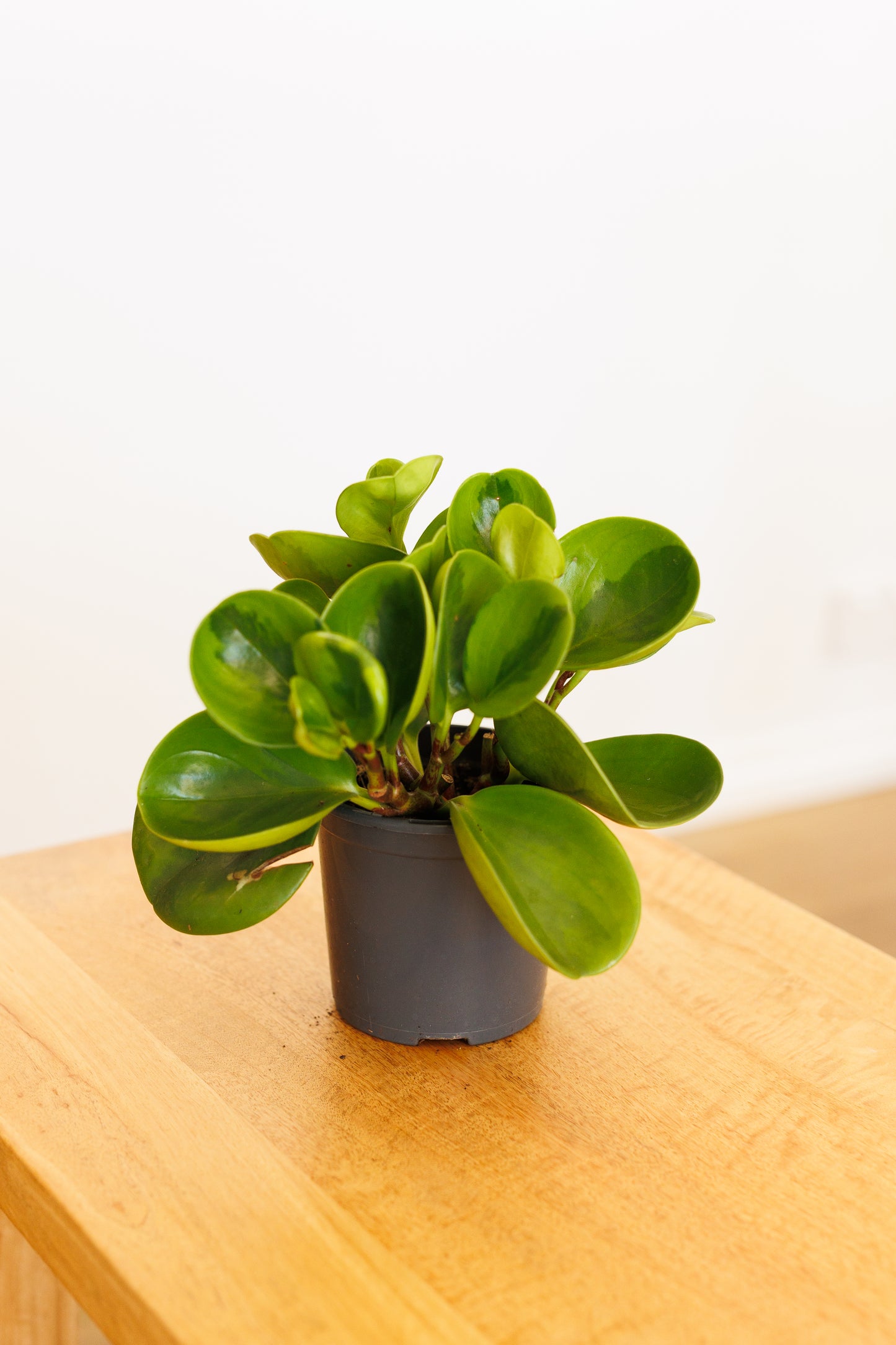 Peperomia Lemon Lime - 100mm
