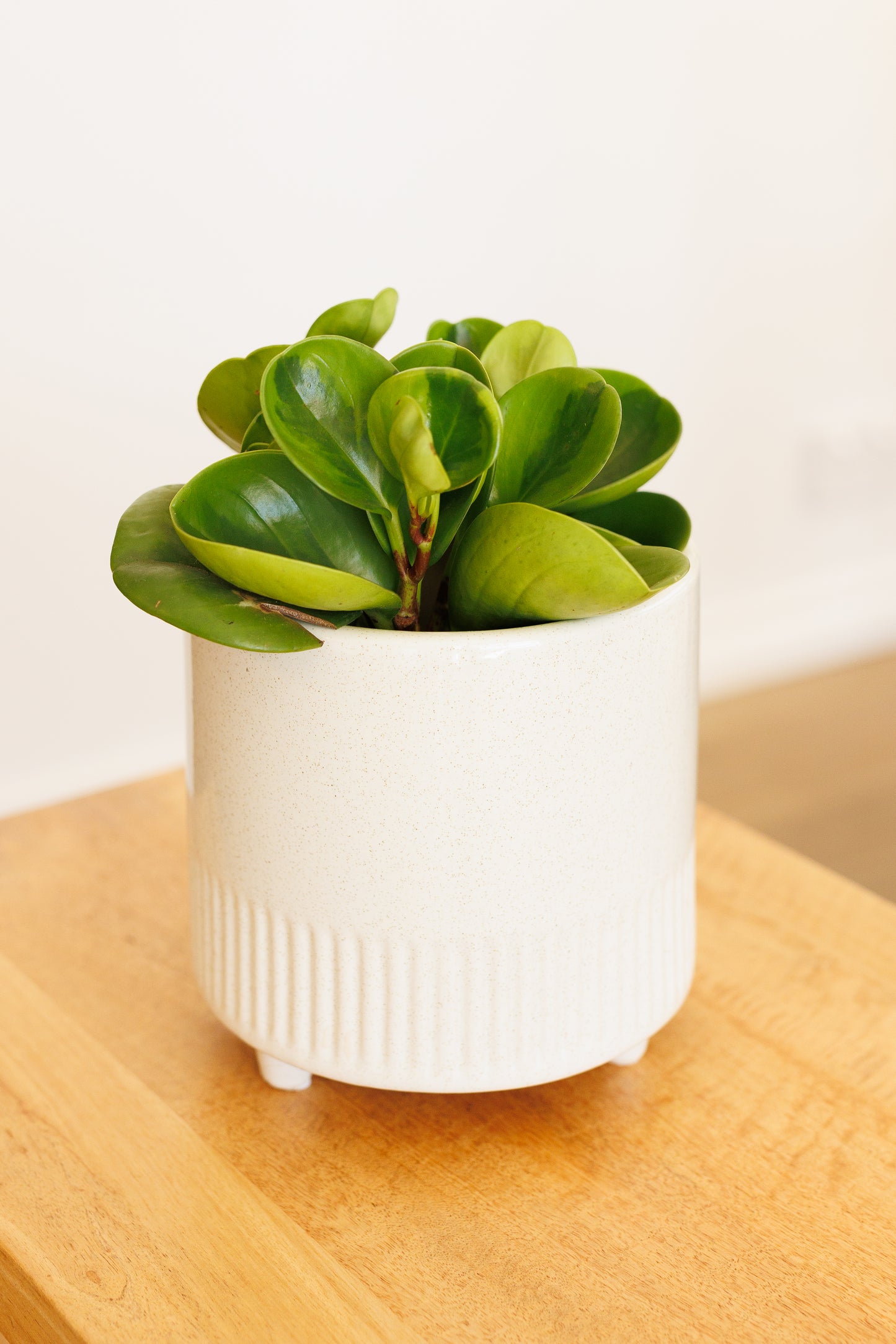 Peperomia Lemon Lime - 100mm
