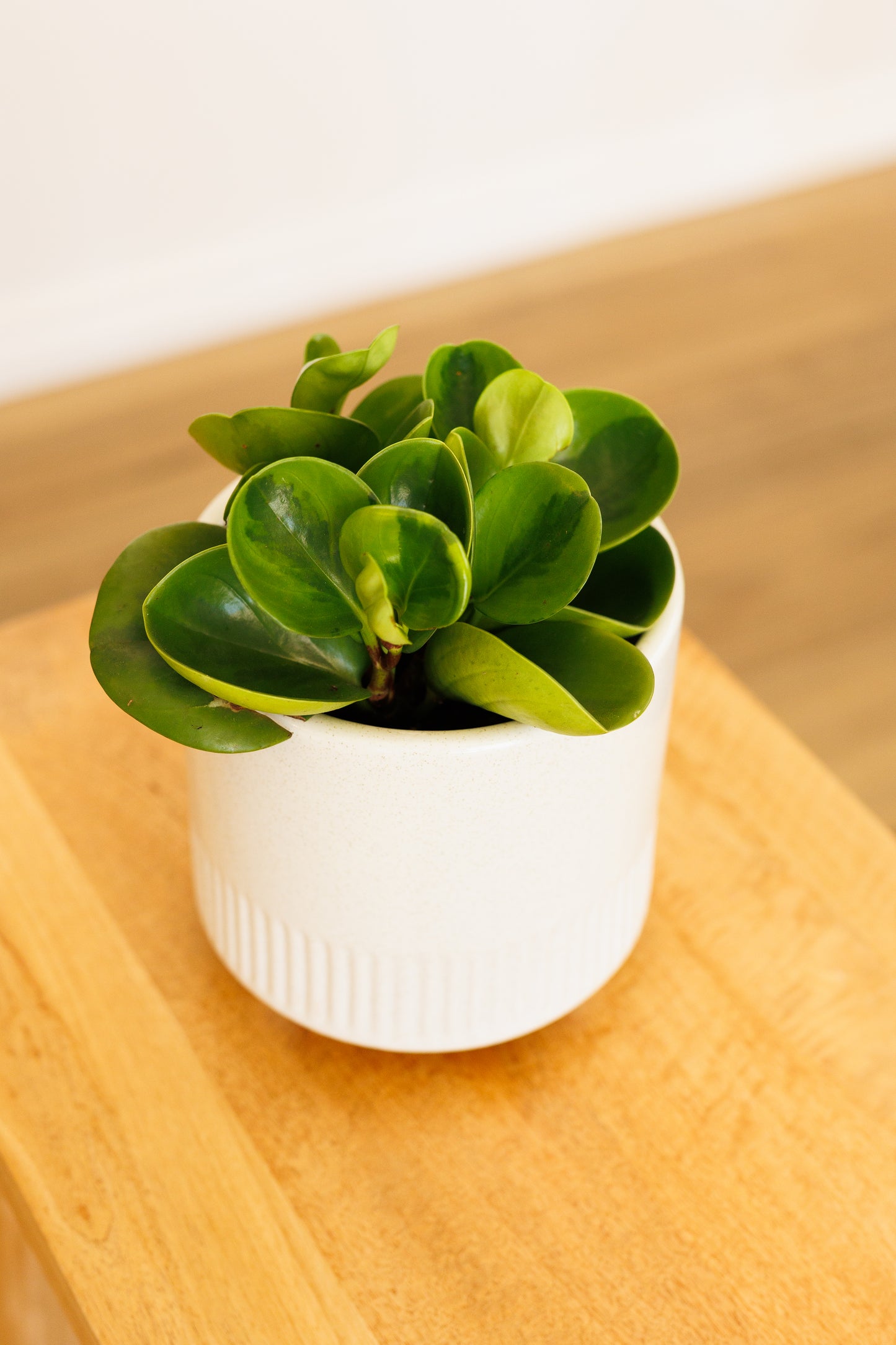 Peperomia Lemon Lime - 100mm