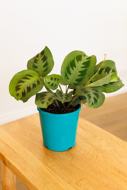 Maranta Leuconeura Kerchoveana Green - 140mm