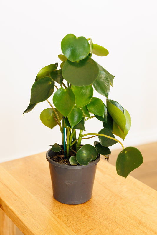 Peperomia Raindrop - 130mm