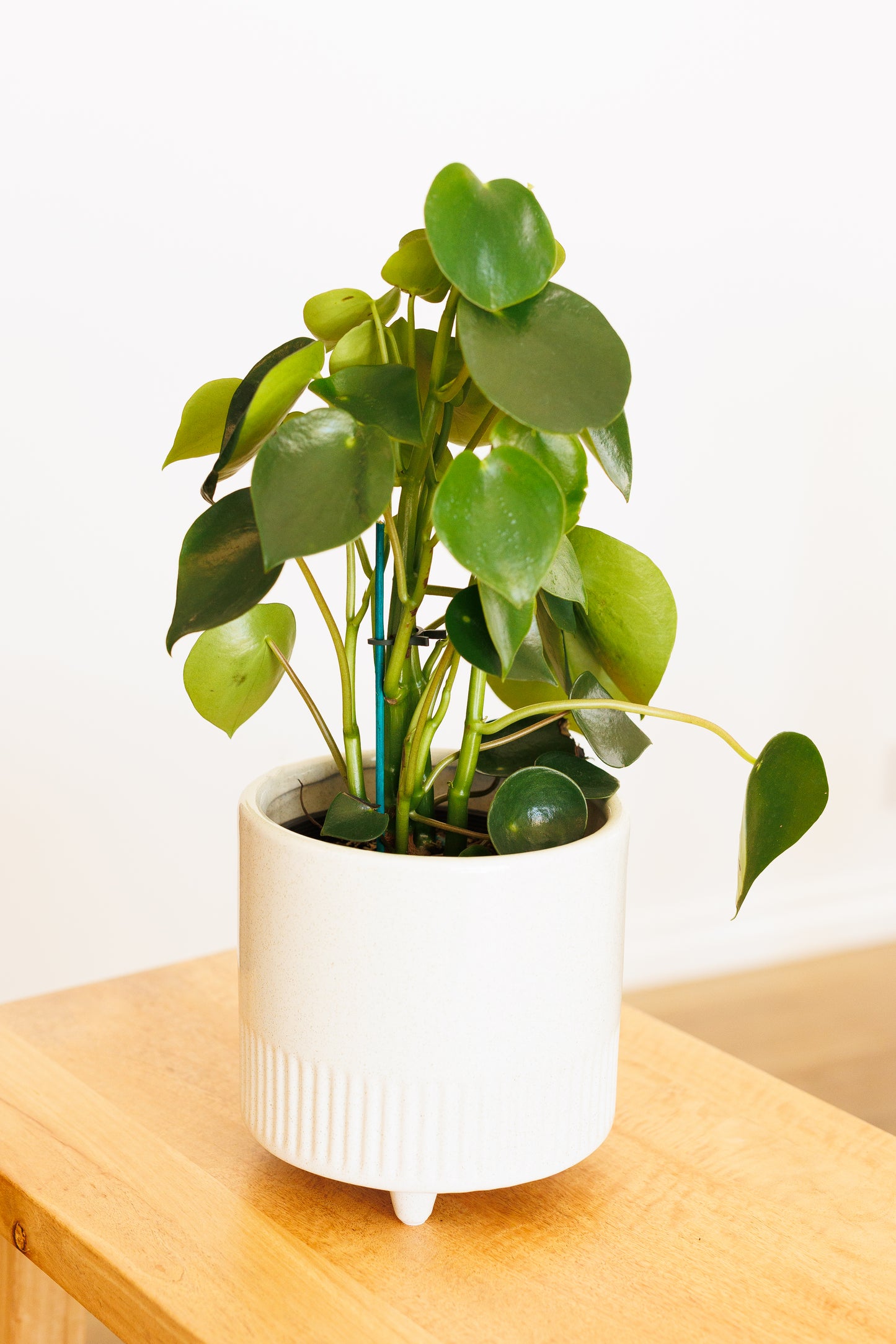 Peperomia Raindrop - 130mm