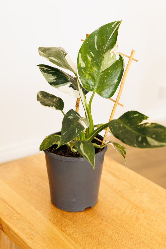 Philodendron White Wizard - 140mm
