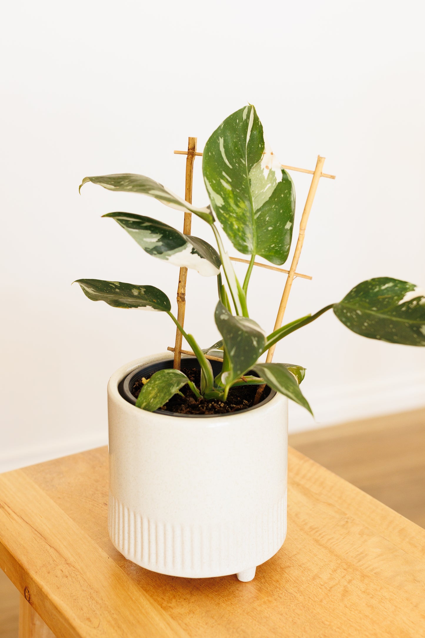Philodendron White Wizard - 140mm