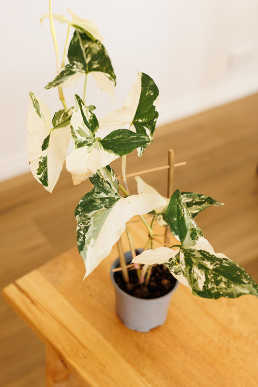 Syngonium White Fantasy - 120mm