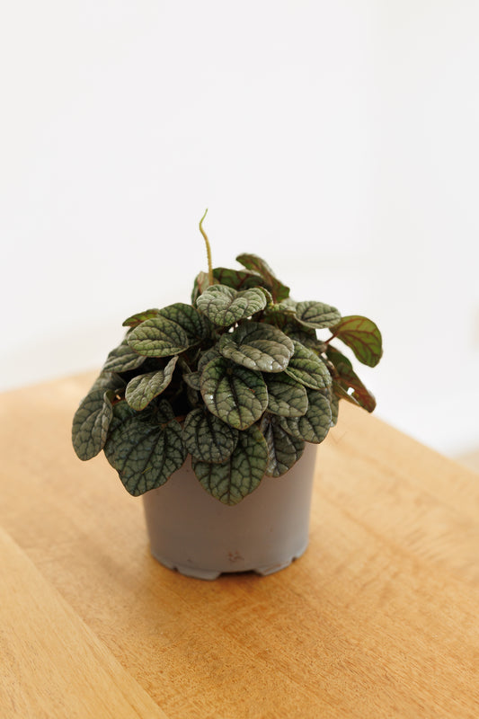 Peperomia Greyhound - 120mm
