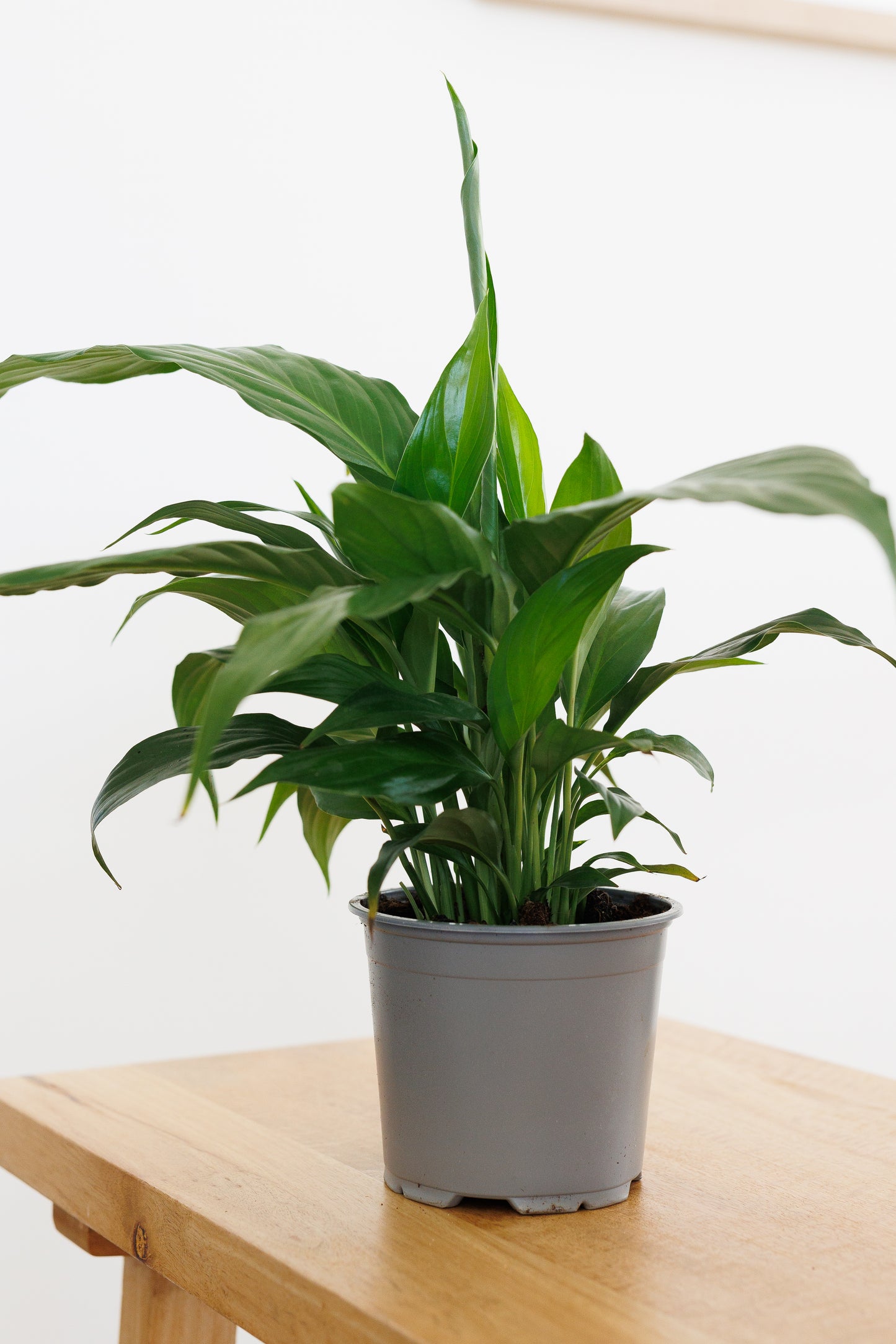Spathiphyllum Peace Lily - 120mm