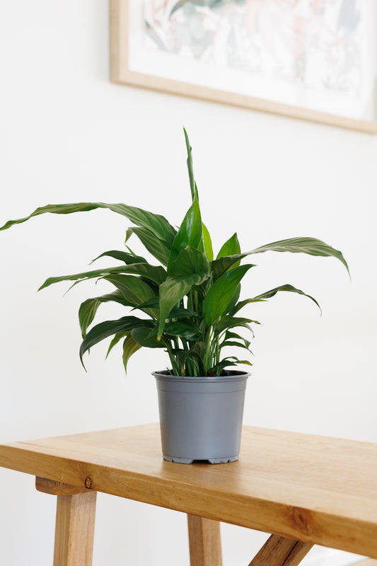 Spathiphyllum Peace Lily - 120mm