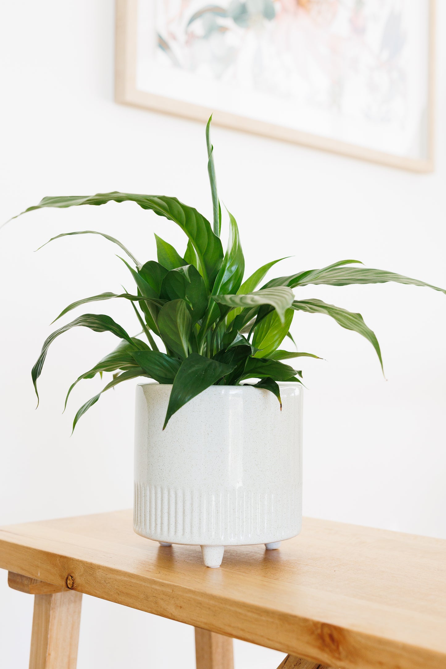 Spathiphyllum Peace Lily - 120mm