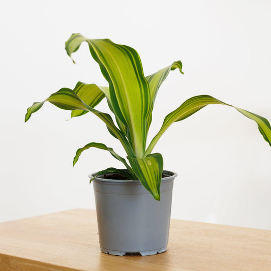 Dracaena Golden Heart - 120mm