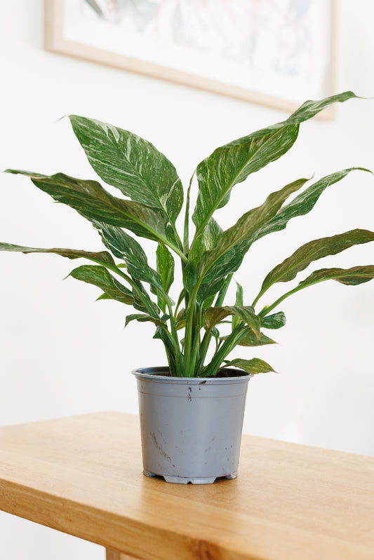 Spathiphyllum Variegated - 120mm