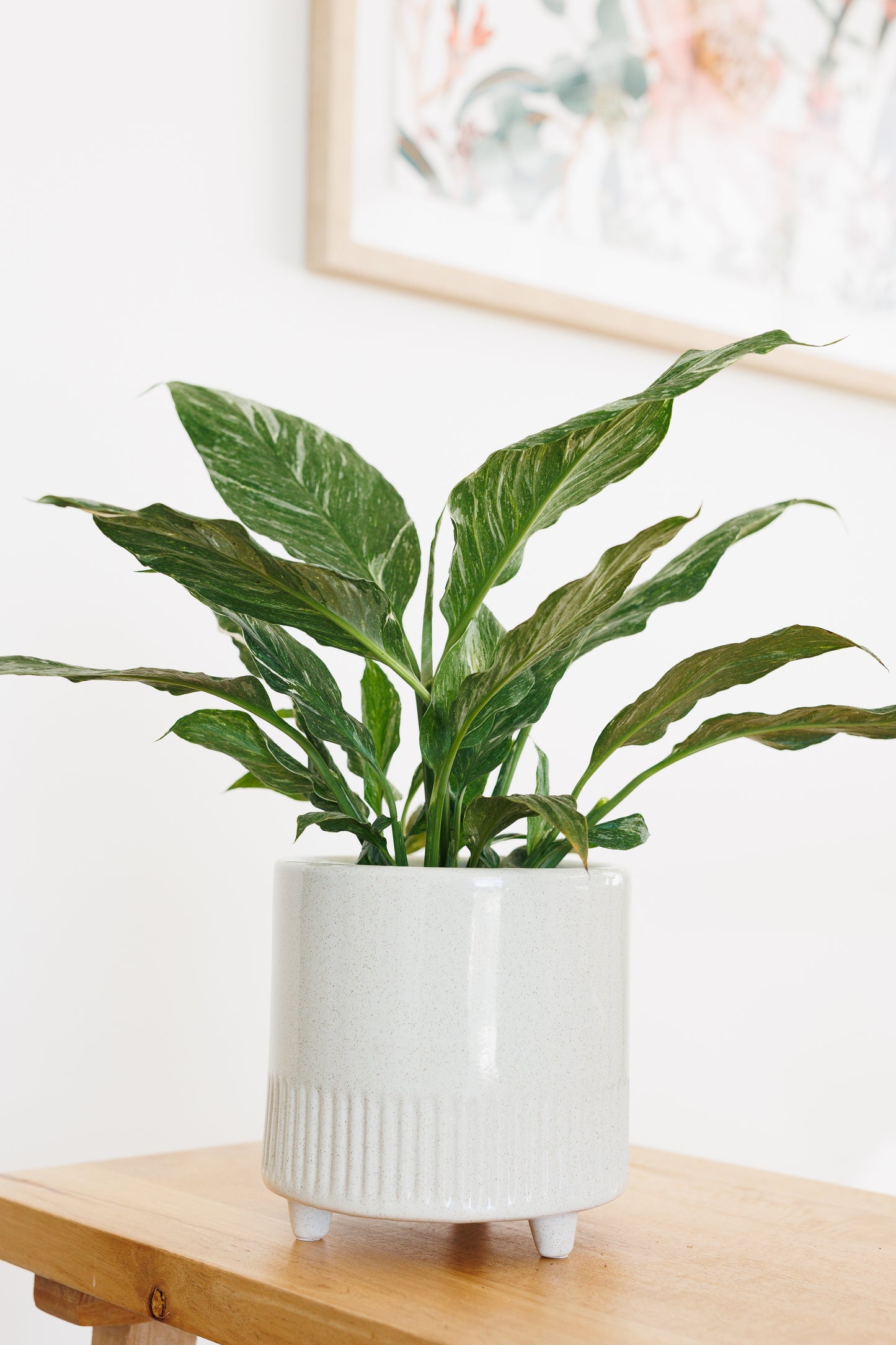 Spathiphyllum Variegated - 120mm