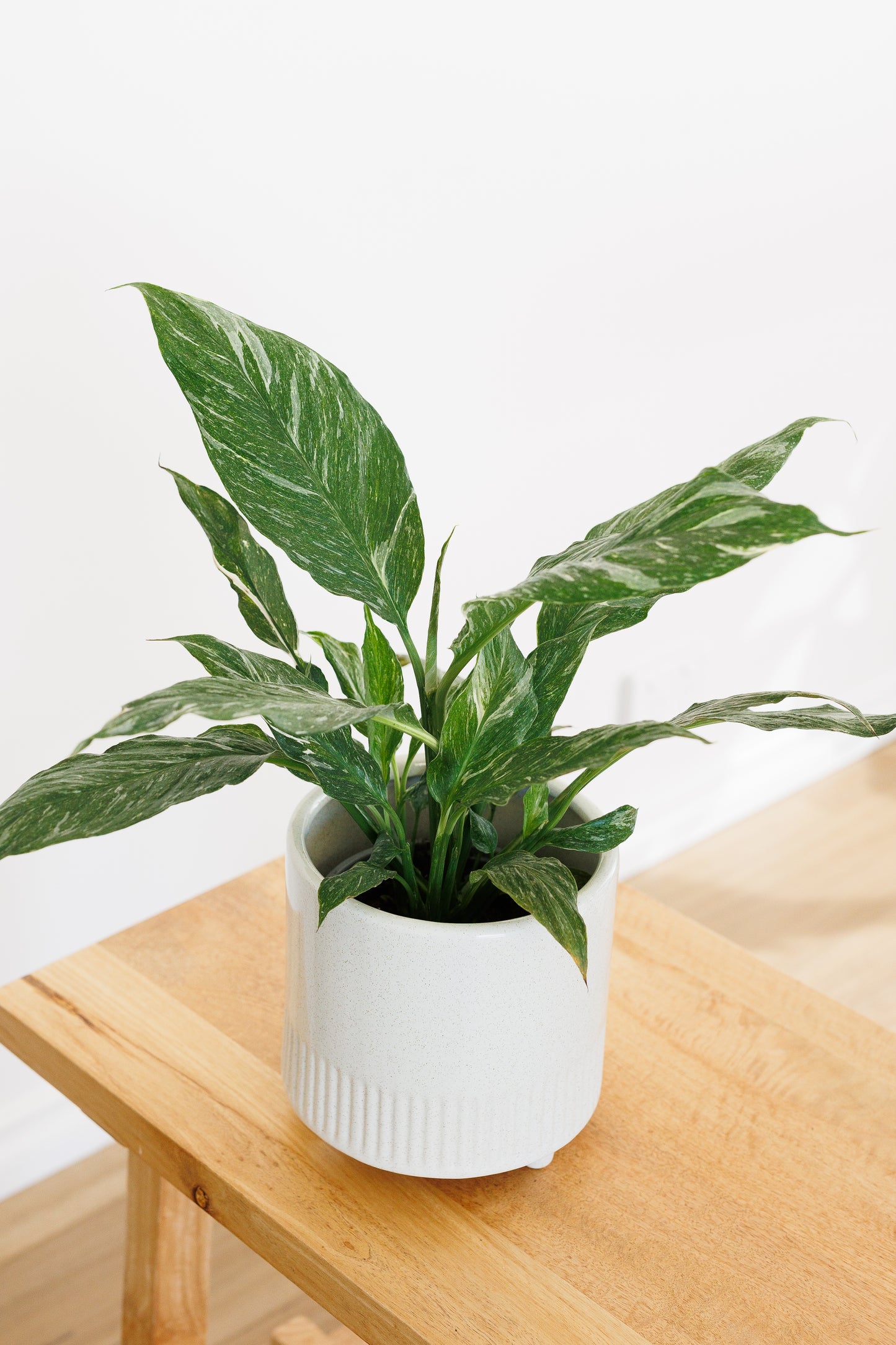 Spathiphyllum Variegated - 120mm