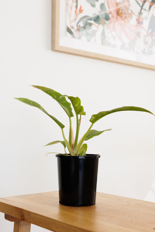 Philodendron Ring Of Fire Variegated - 140mm