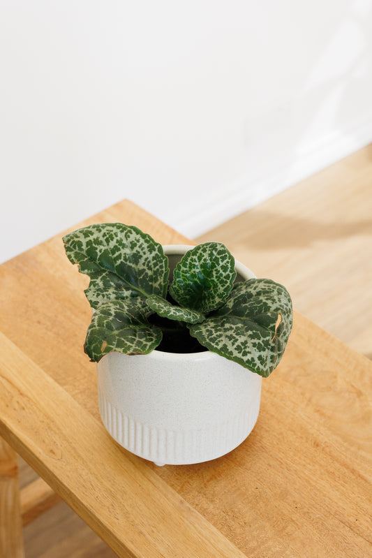 Streptocarpus Pretty Turtle - 120mm