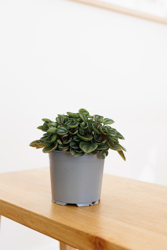 Peperomia Royal Princess - 120mm