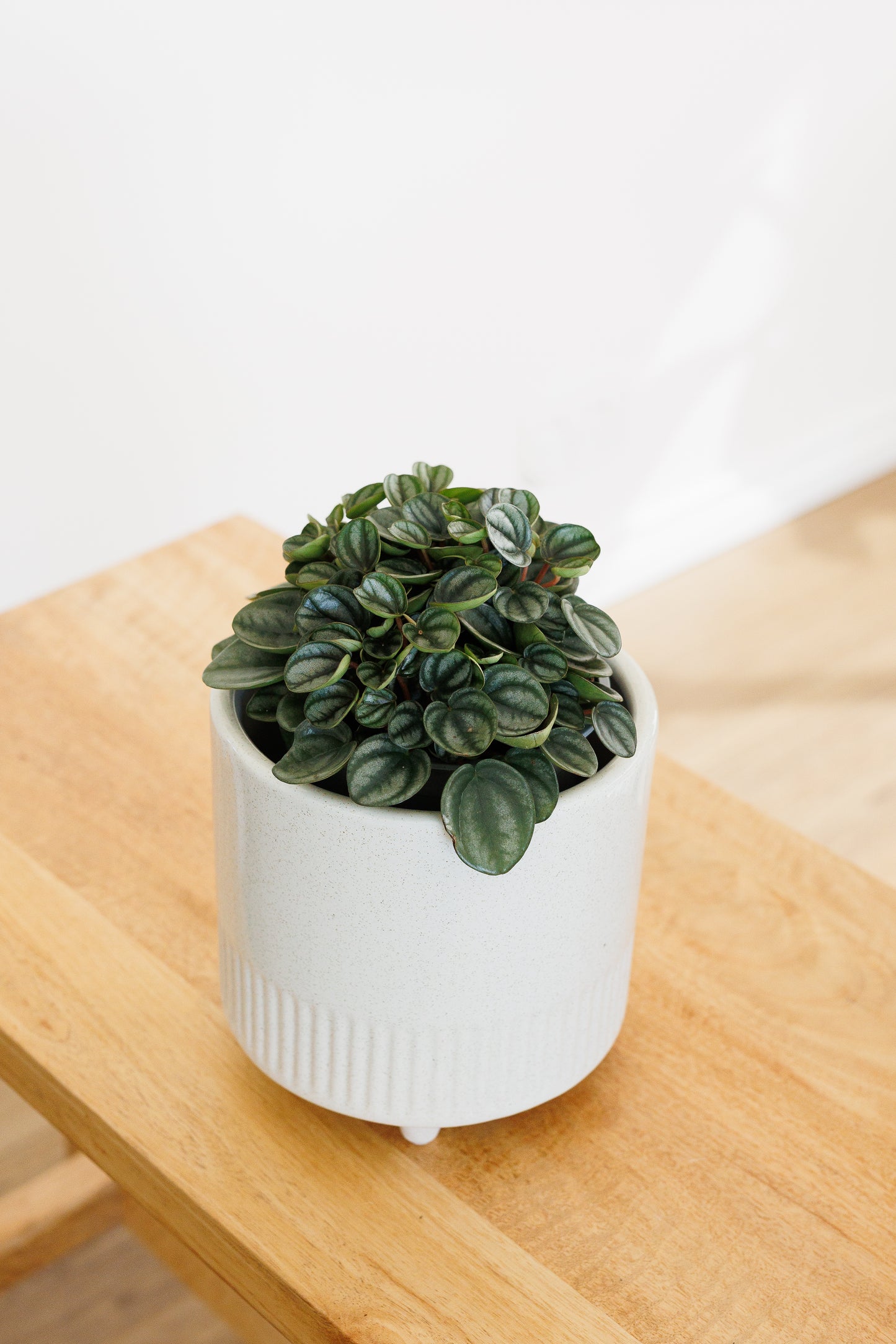 Peperomia Royal Princess - 120mm