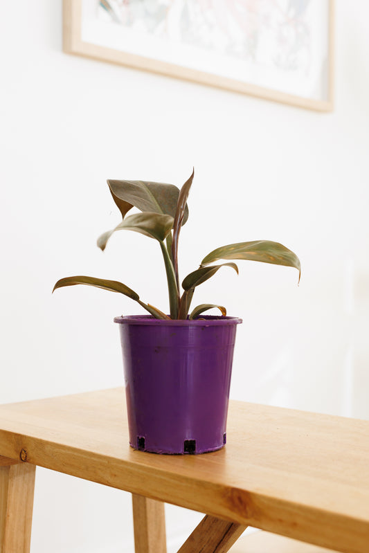 Philodendron Imperial Red - 140mm