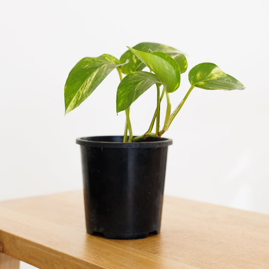 Epipremnum Devil's Ivy - 120mm