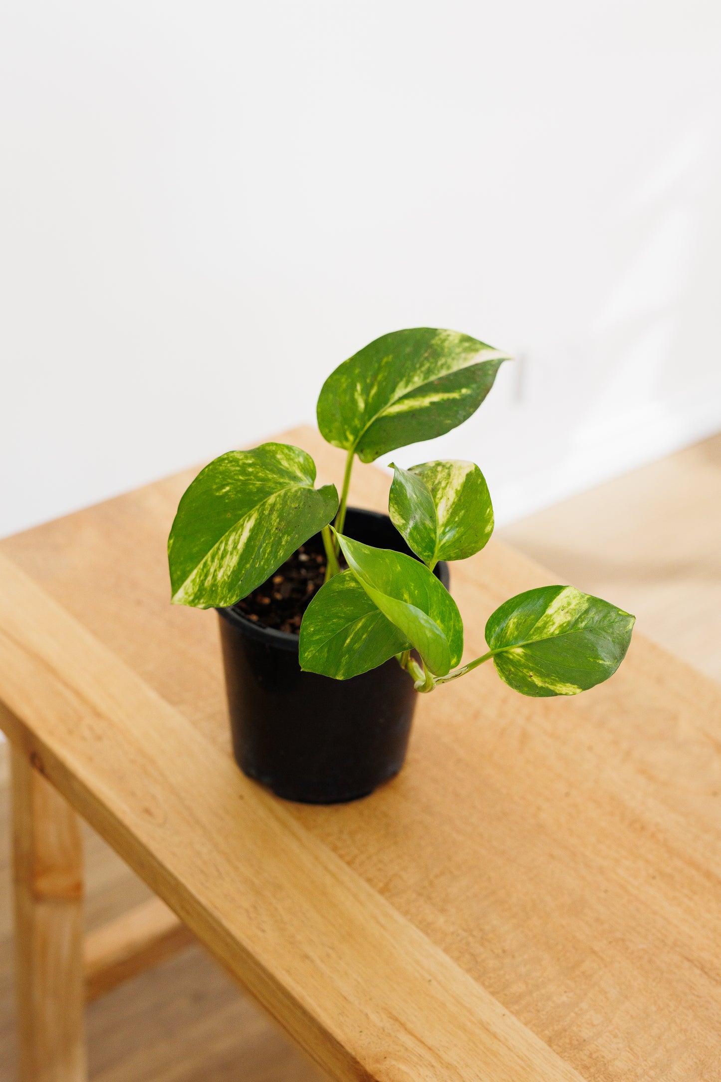 Epipremnum Devil's Ivy - 120mm