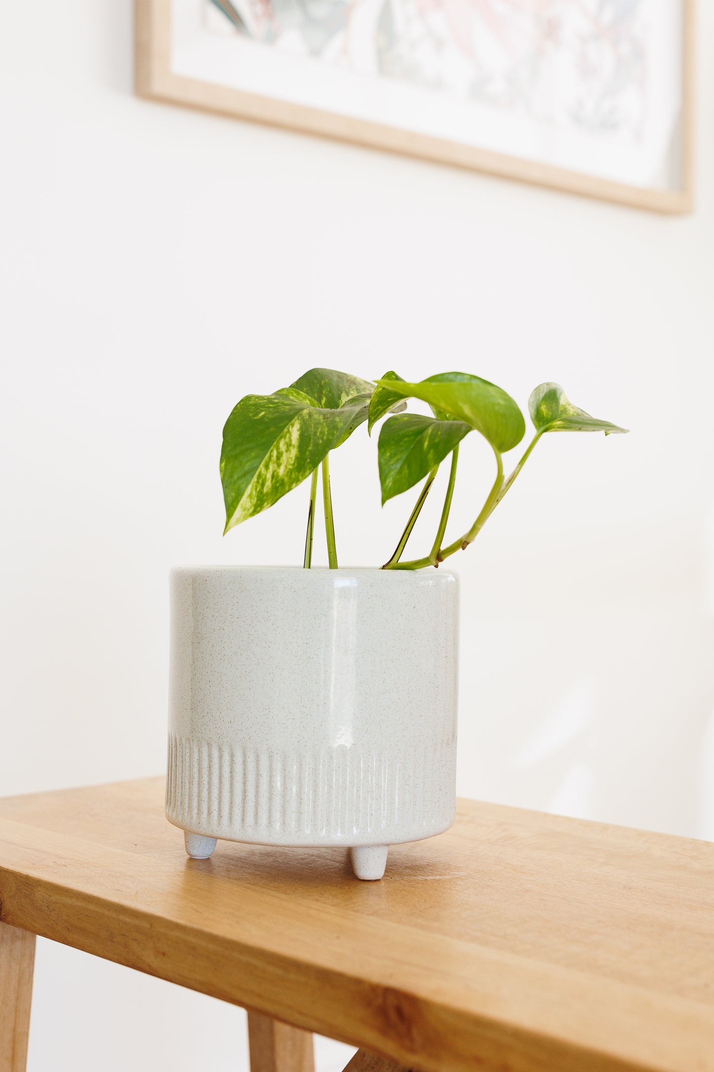 Epipremnum Devil's Ivy - 120mm