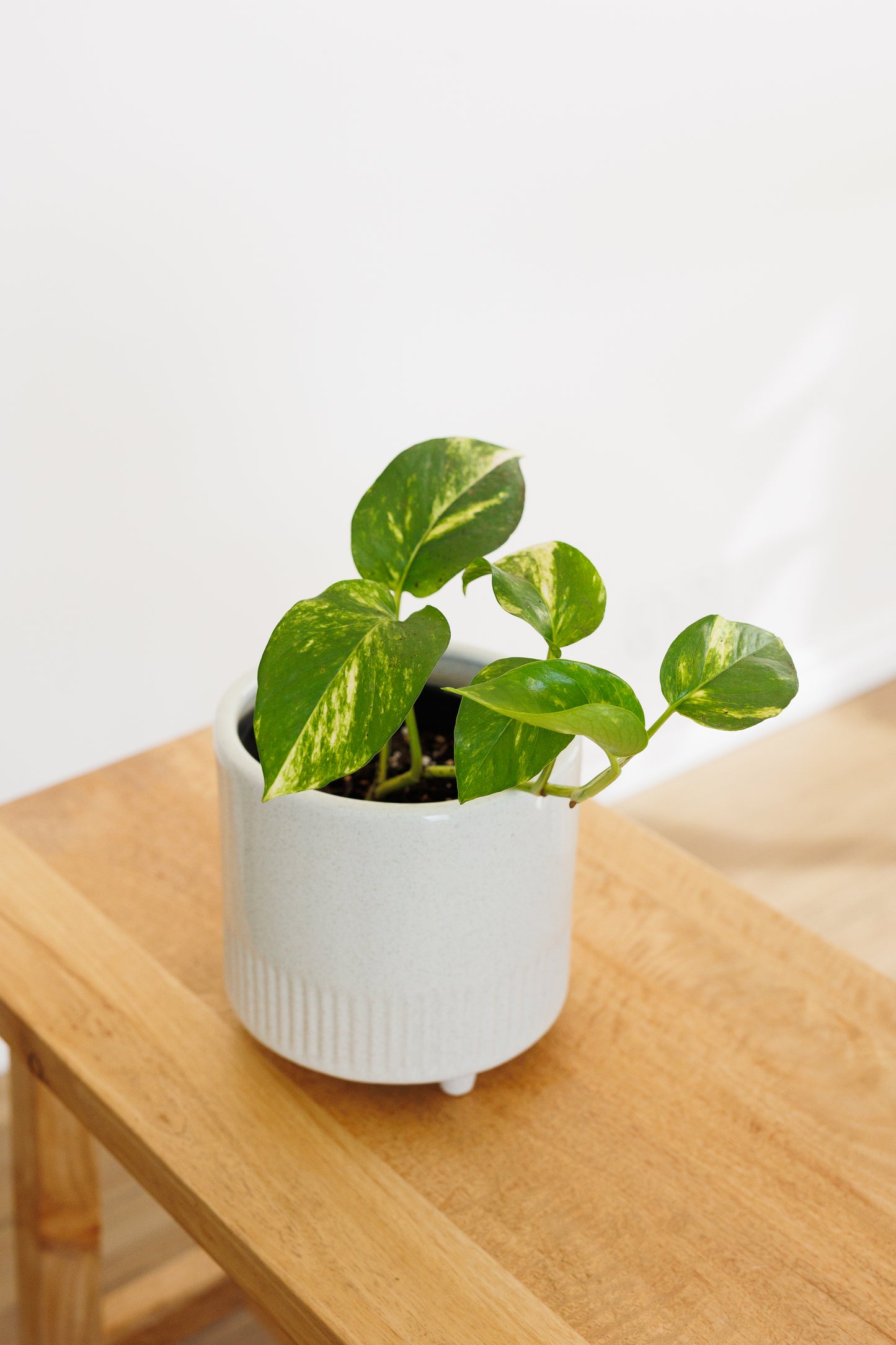 Epipremnum Devil's Ivy - 120mm