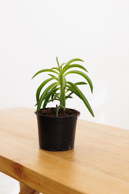 Peperomia Happy Bean - 90mm