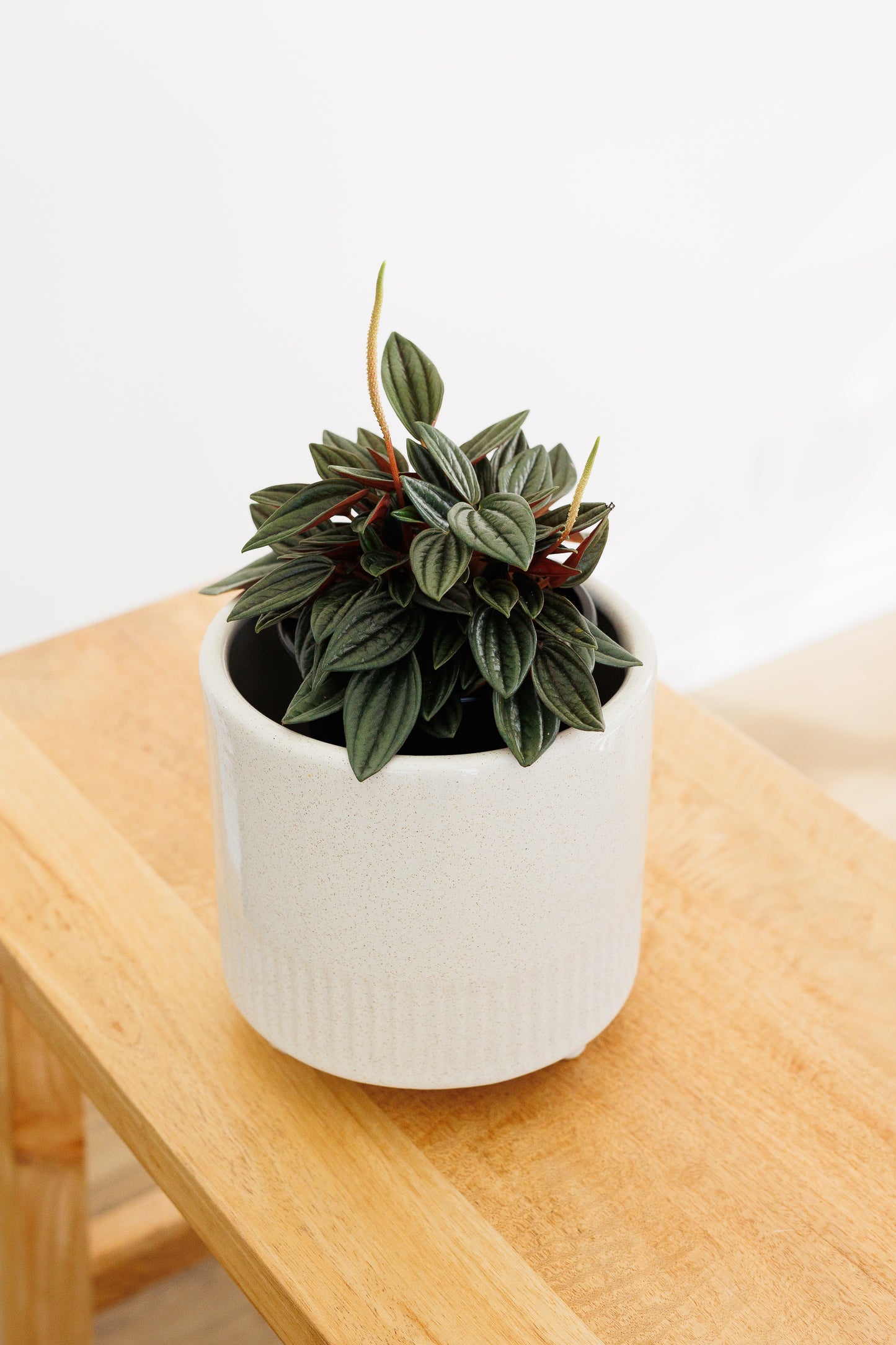 Peperomia Rosso - 120mm