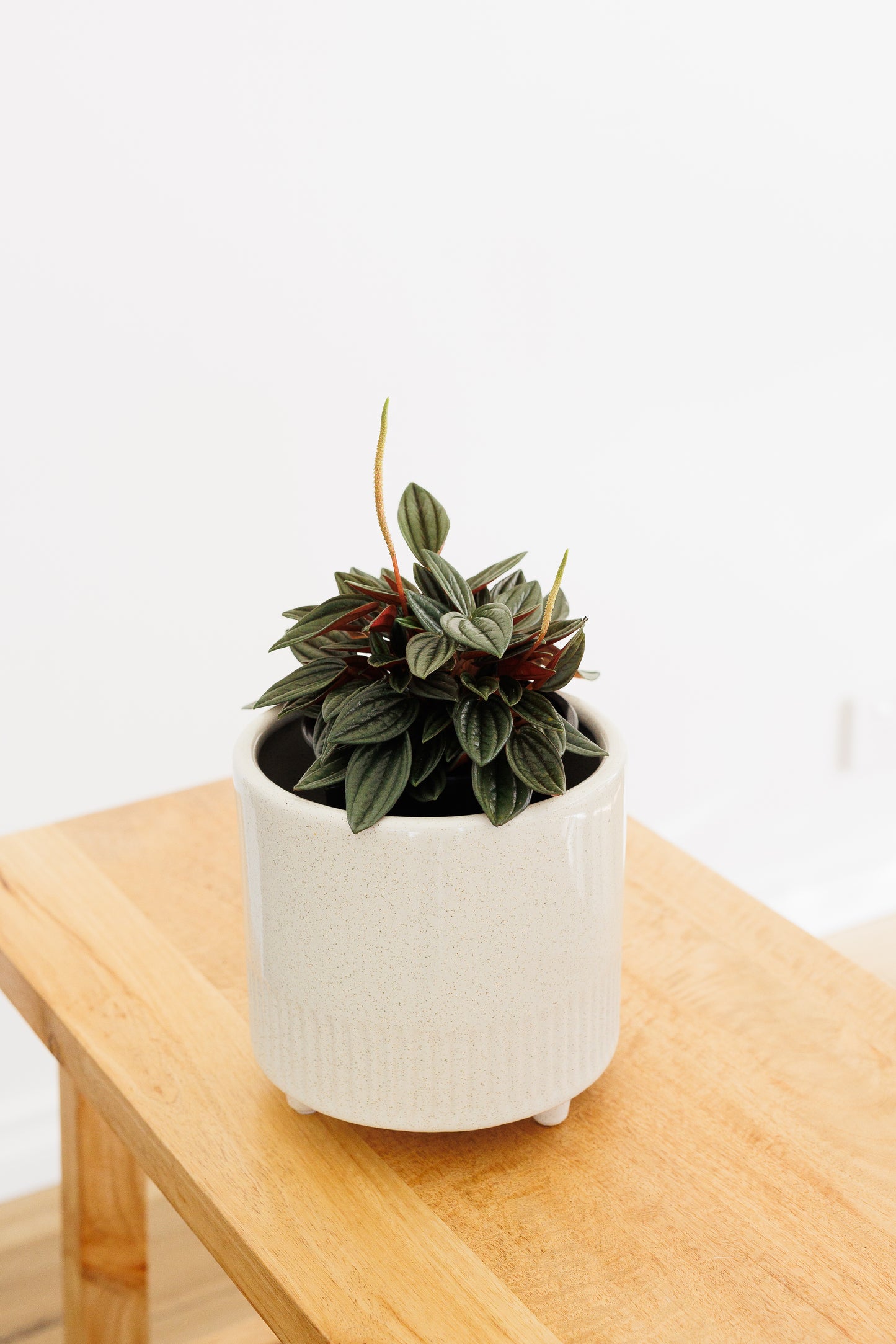 Peperomia Rosso - 120mm