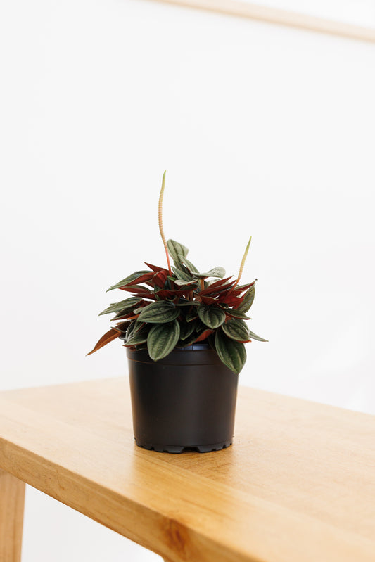 Peperomia Rosso - 120mm