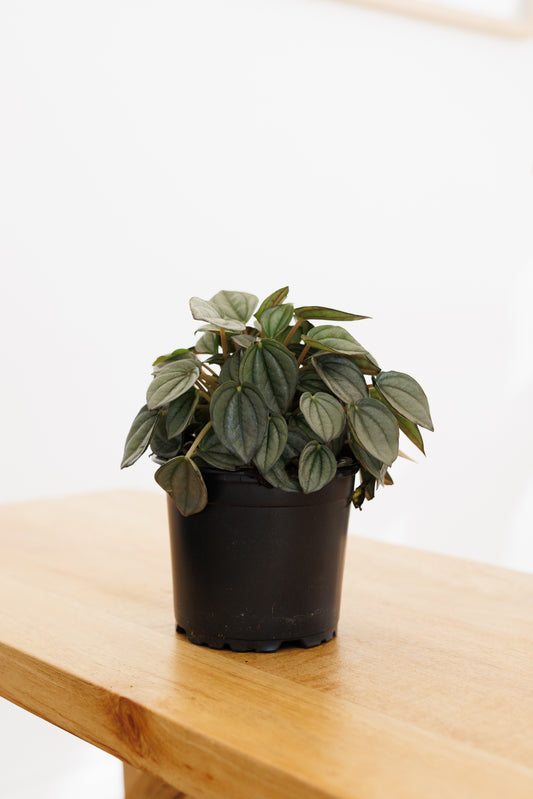 Peperomia Burbella - 120mm