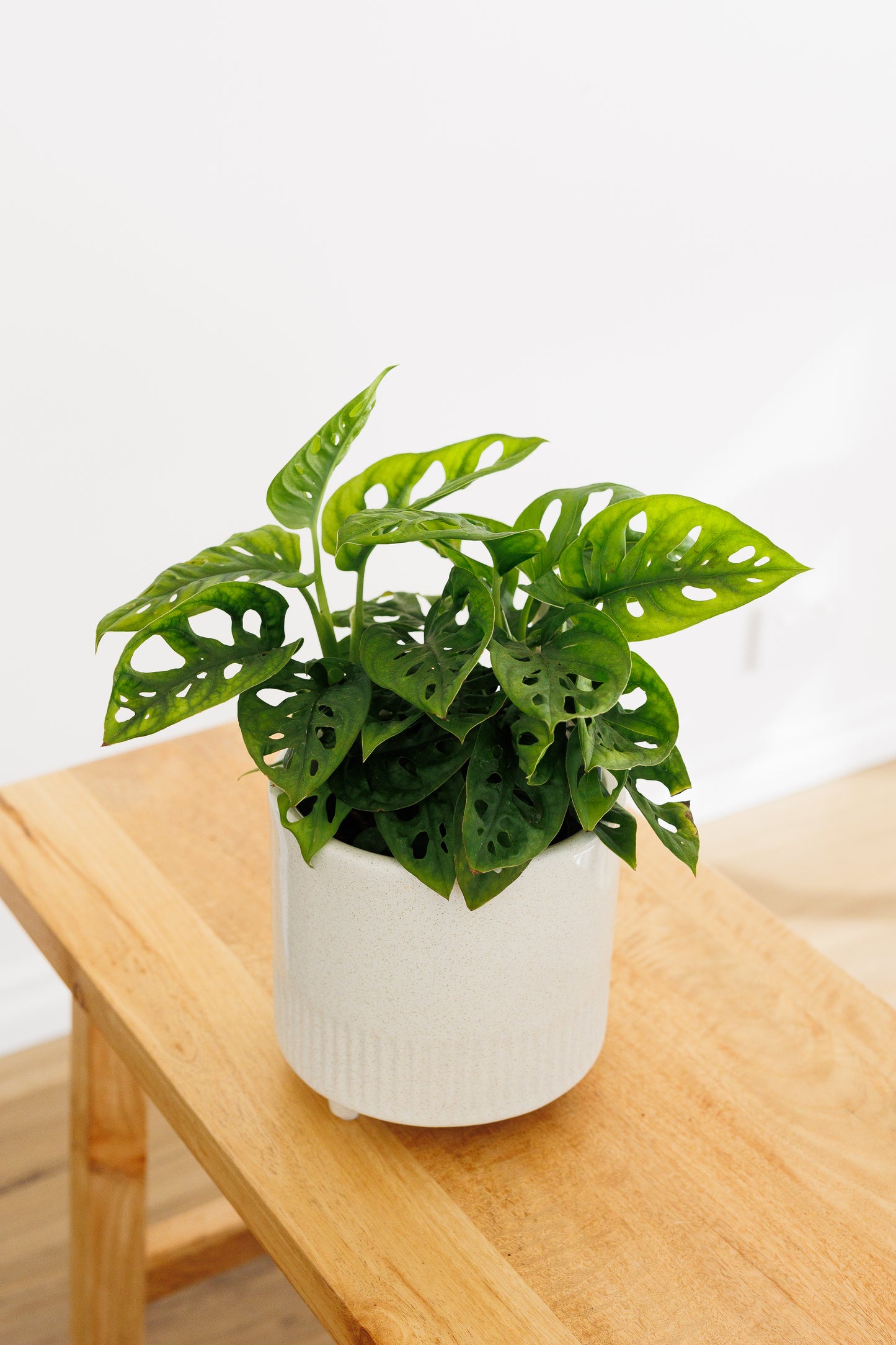 Monstera Monkey Mask - 130mm