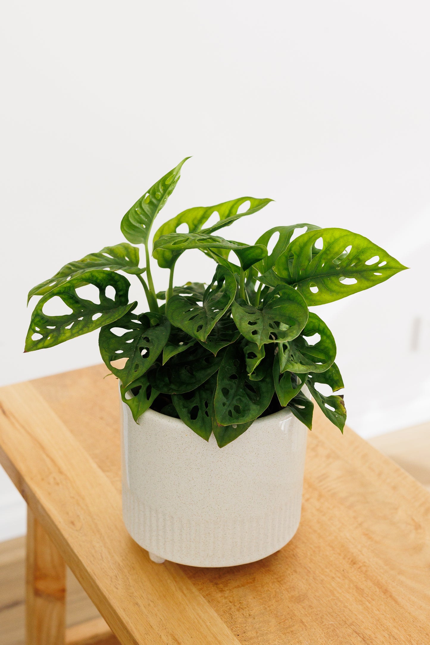 Monstera Monkey Mask - 130mm