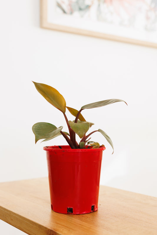 Philodendron Rojo Congo - 140mm