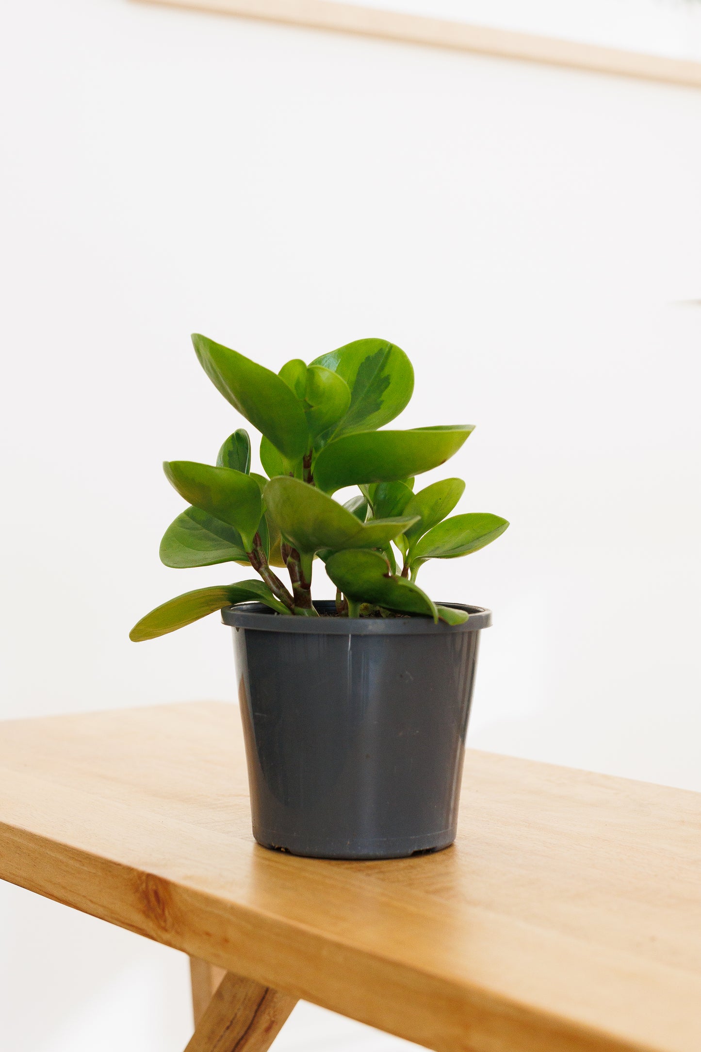 Peperomia Lemon Lime - 130mm