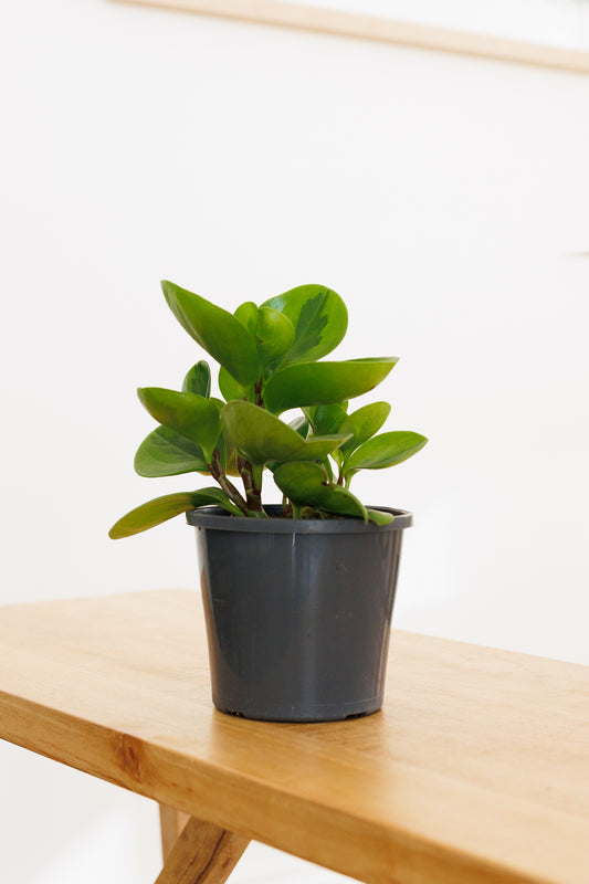 Peperomia Lemon Lime - 130mm