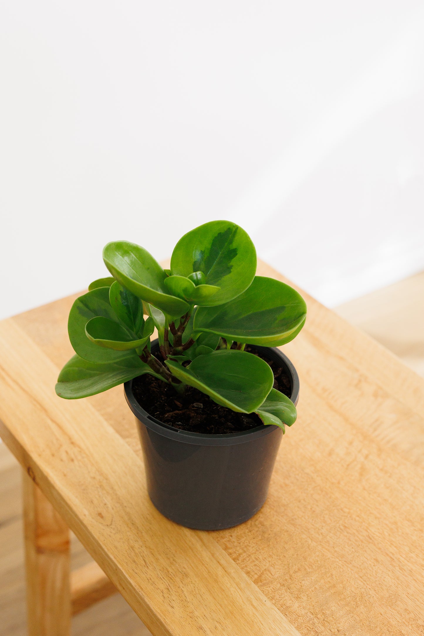 Peperomia Lemon Lime - 130mm