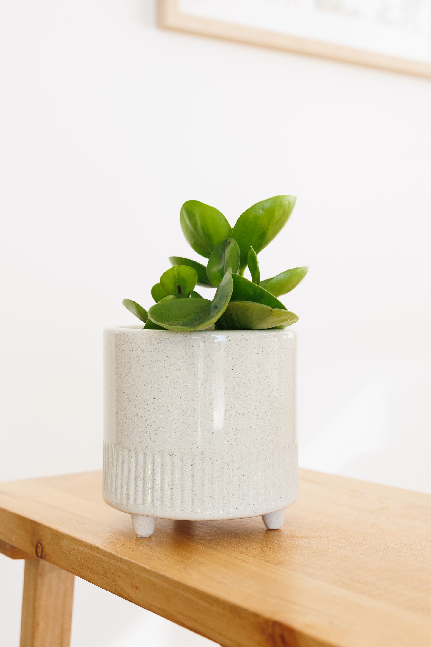 Peperomia Lemon Lime - 130mm