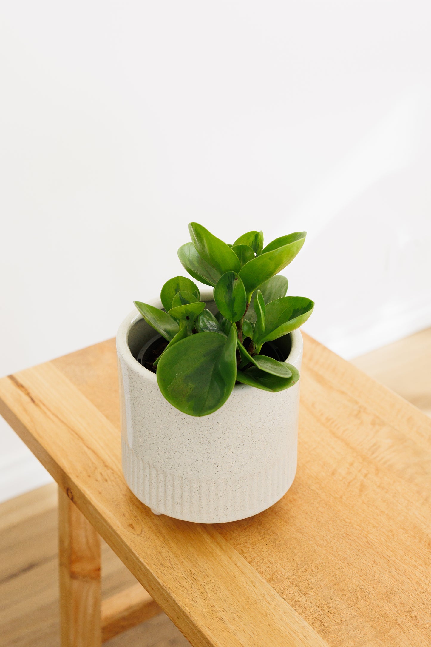 Peperomia Lemon Lime - 130mm