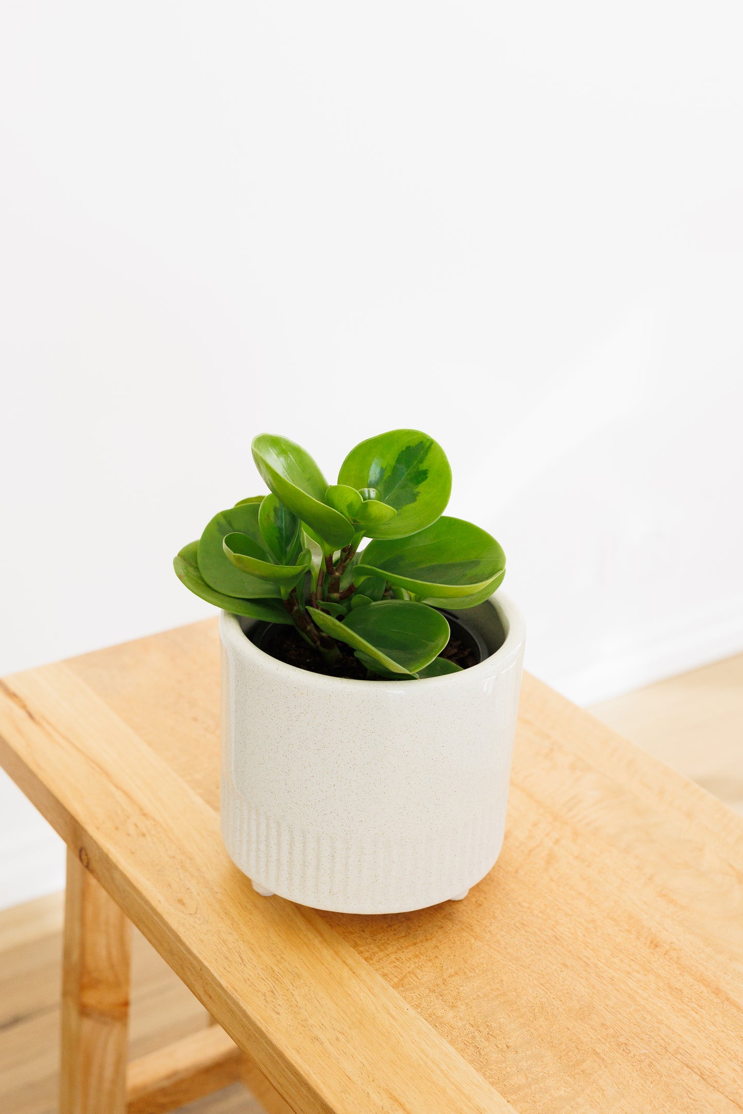 Peperomia Lemon Lime - 130mm