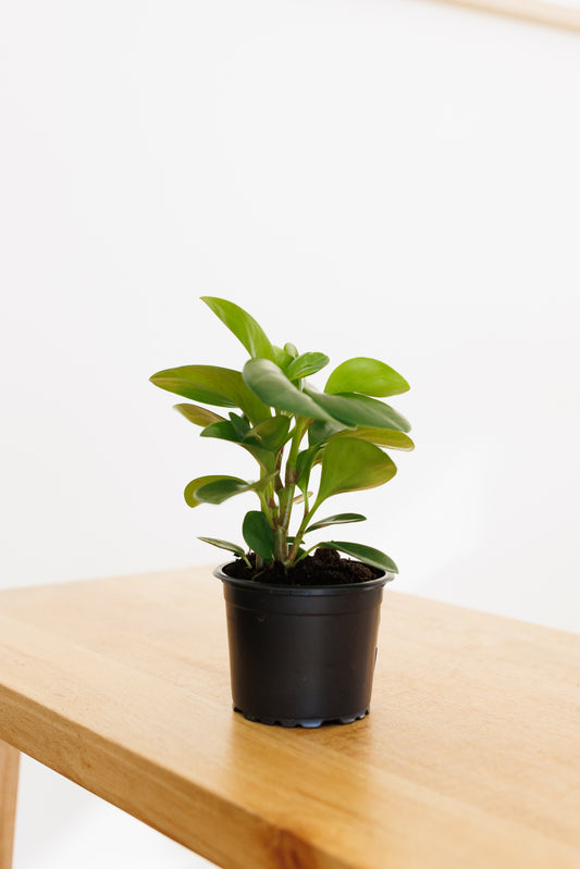 Peperomia - 90mm