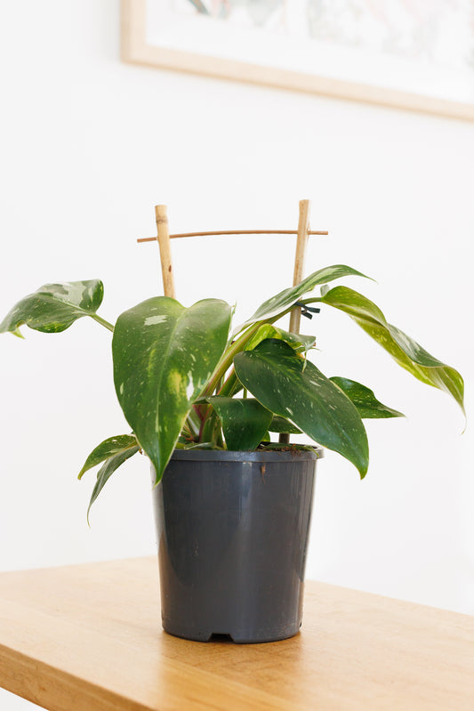Philodendron White Princess - 140mm