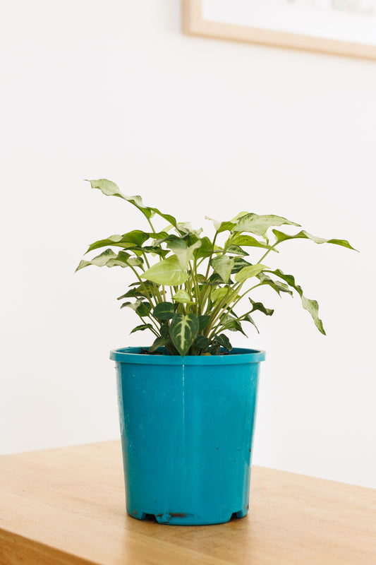Syngonium Magic Marble - 140mm