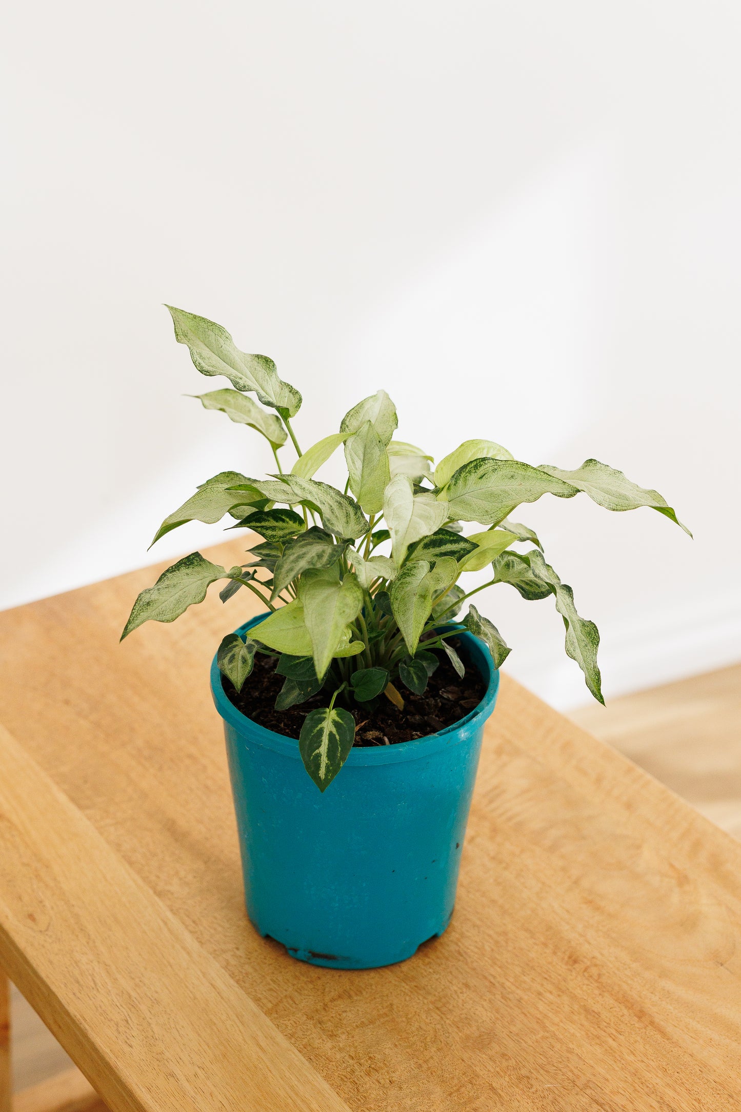 Syngonium Magic Marble - 140mm