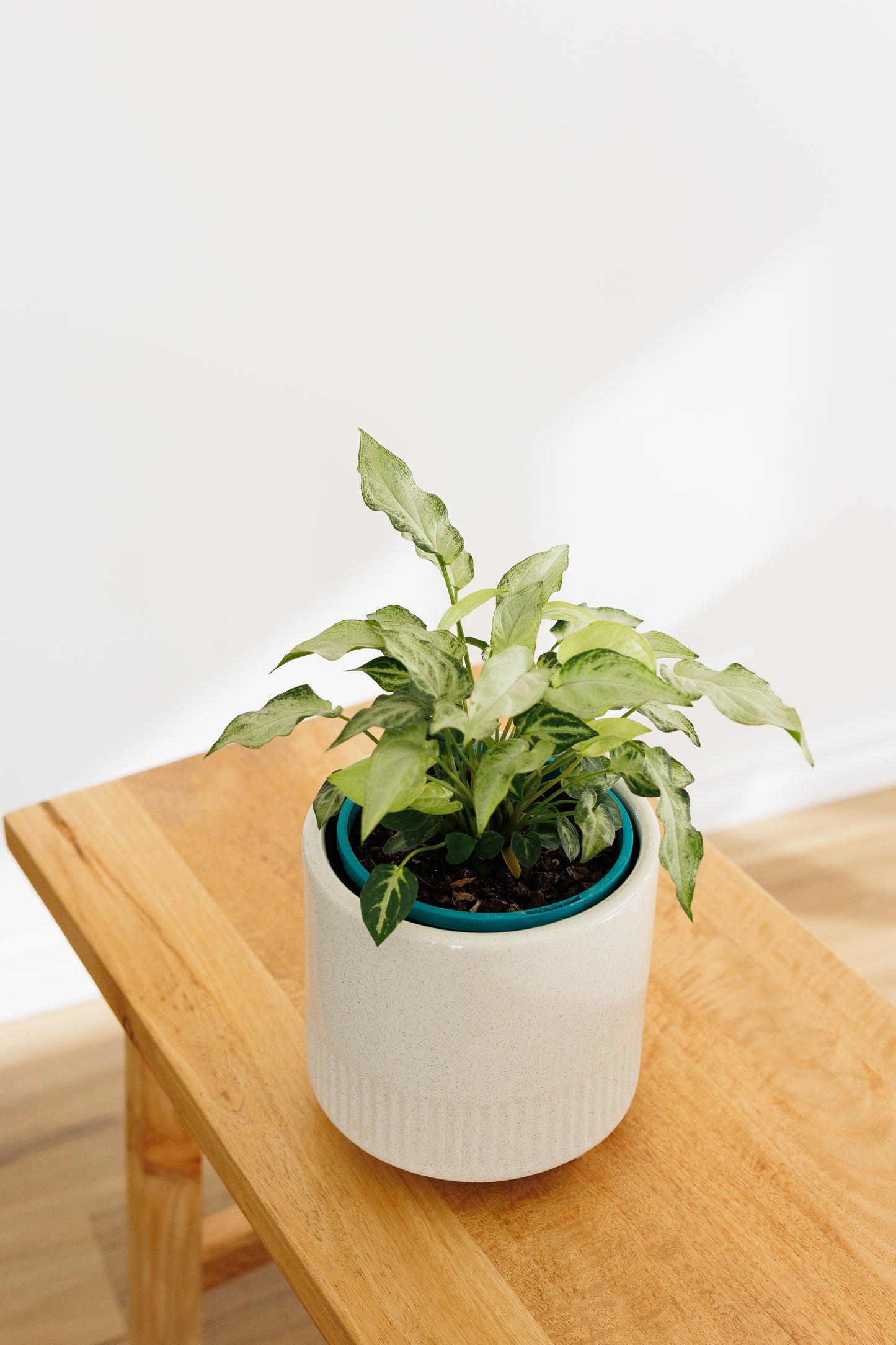 Syngonium Magic Marble - 140mm